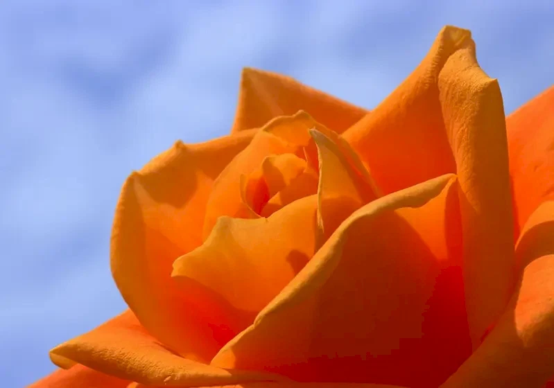 Ekvator Gülü Hakkında