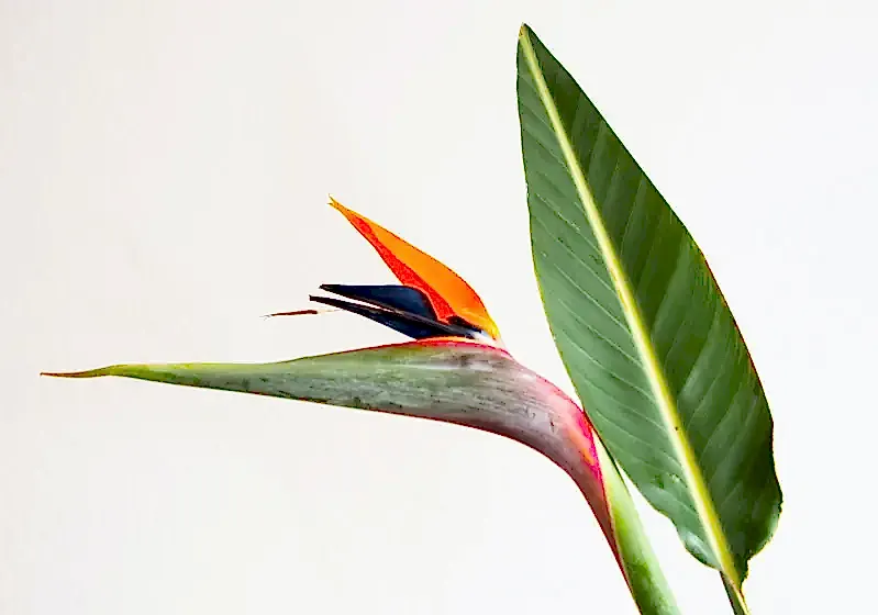 Starliçe (Strelitzia) Çiçeği Bakımı ve Çoğaltılması
