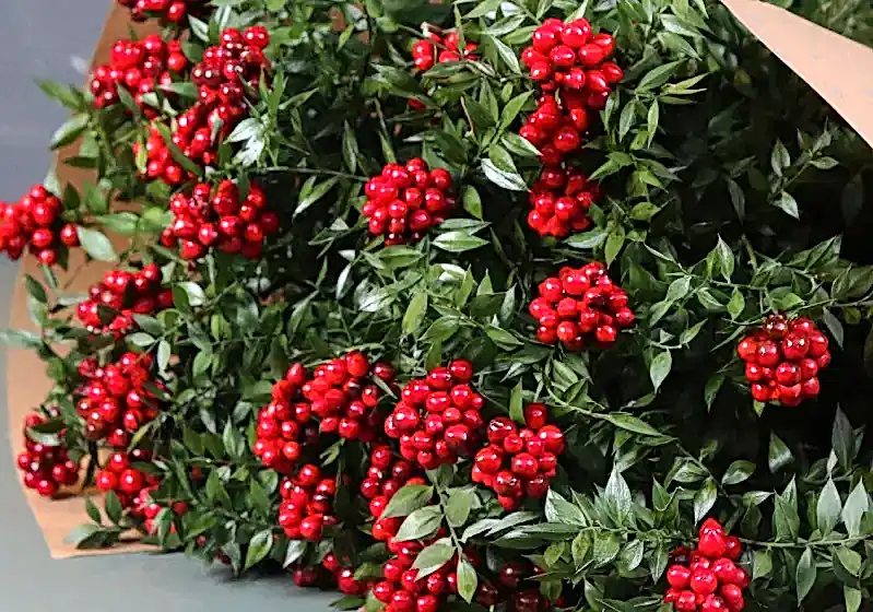 Yılbaşı Çiçeği Kokina Bakımı – Nasıl Çoğaltılır?