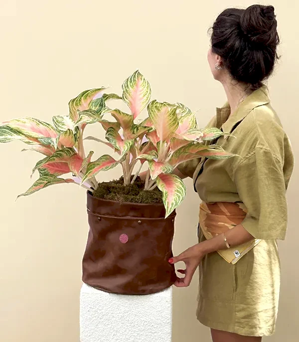 Aglaonema Eyecatcher Kahverengi Deri Saksıda Çin Hemyeşili Bitkisi