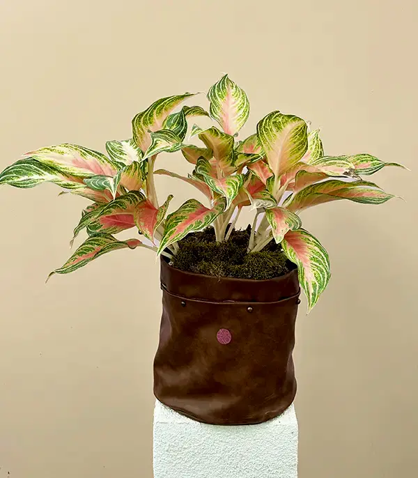 Aglaonema Eyecatcher Kahverengi Deri Saksıda Çin Hemyeşili Bitkisi