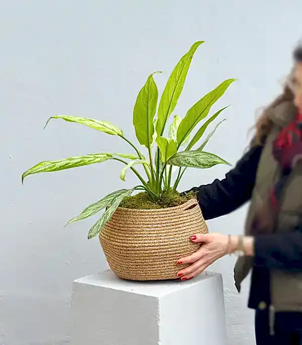 Aglaonema Silver Queen Doğal Jüt Sepette Çin Herdemyeşili Bitkisi