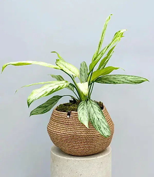 Aglaonema Silver Queen Doğal Jüt Sepette Çin Herdemyeşili Bitkisi