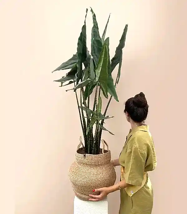 Alocasia Zebrina Sepette Fil Kulağı Bitkisi