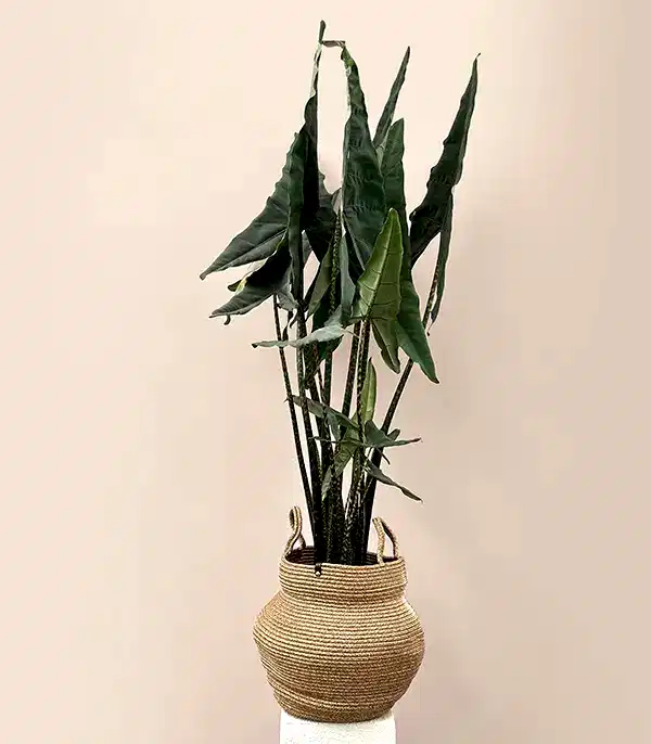 Alocasia Zebrina Sepette Fil Kulağı Bitkisi