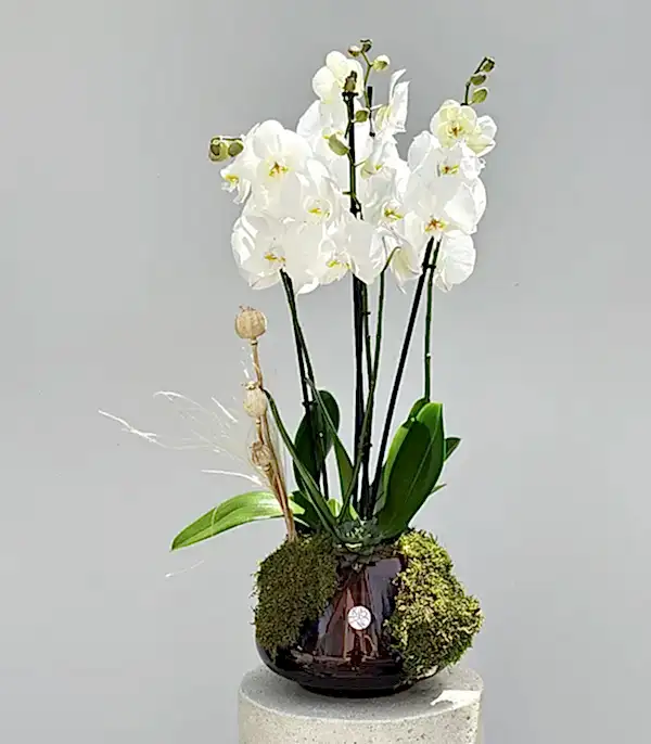 Amber Cam Saksıda 4 Dal Orkide Beyaz Quatro