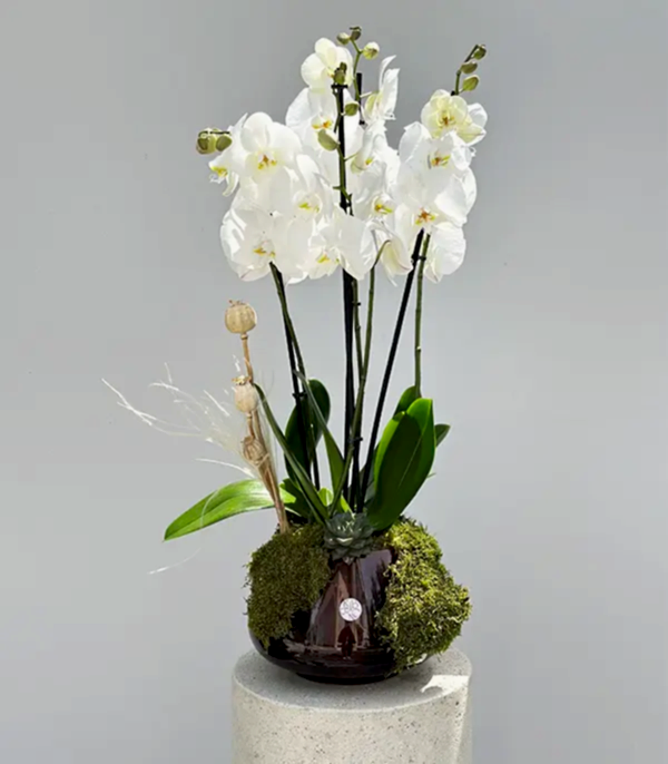 Amber Cam Saksıda 4 Dal Orkide Beyaz Quatro