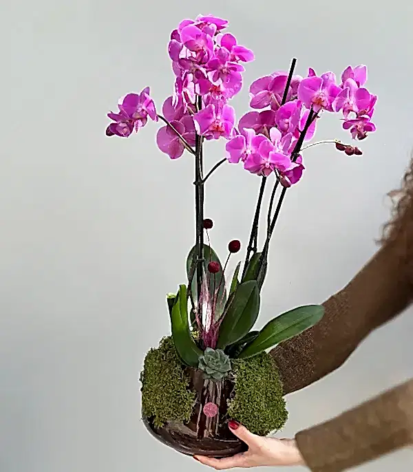 Amber Cam Saksıda 4 Dal Orkide Fuşya Quatro