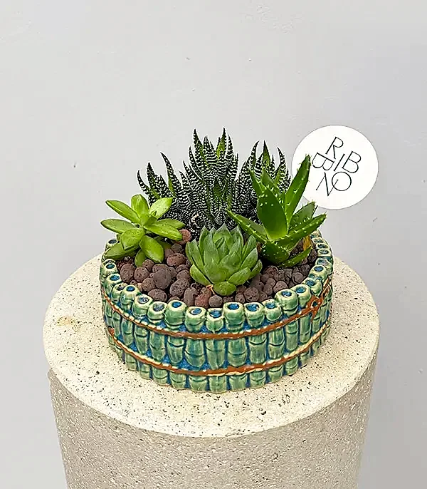 Bambu Seramik Vazoda Sukulent