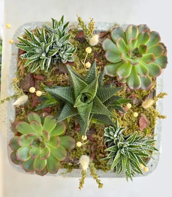 Beton Vazoda Sukulent Bahçesi Deluxe