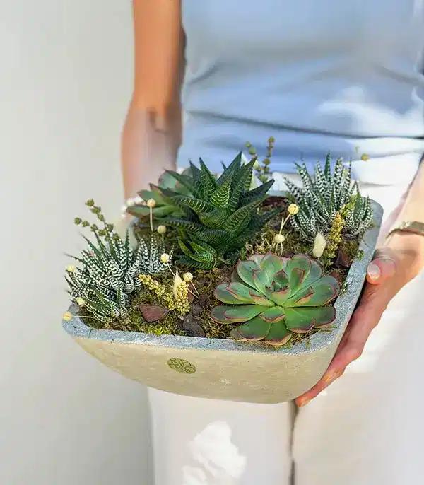 Beton Vazoda Sukulent Bahçesi Deluxe