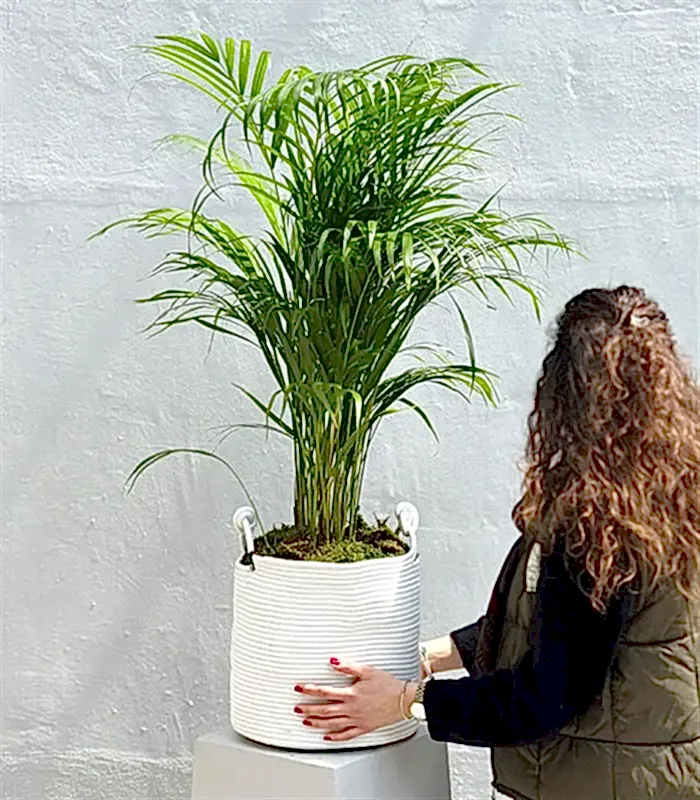 Beyaz Doğal Jüt Sepette Chamaedora Elegans Dağ Palmiyesi 80 cm