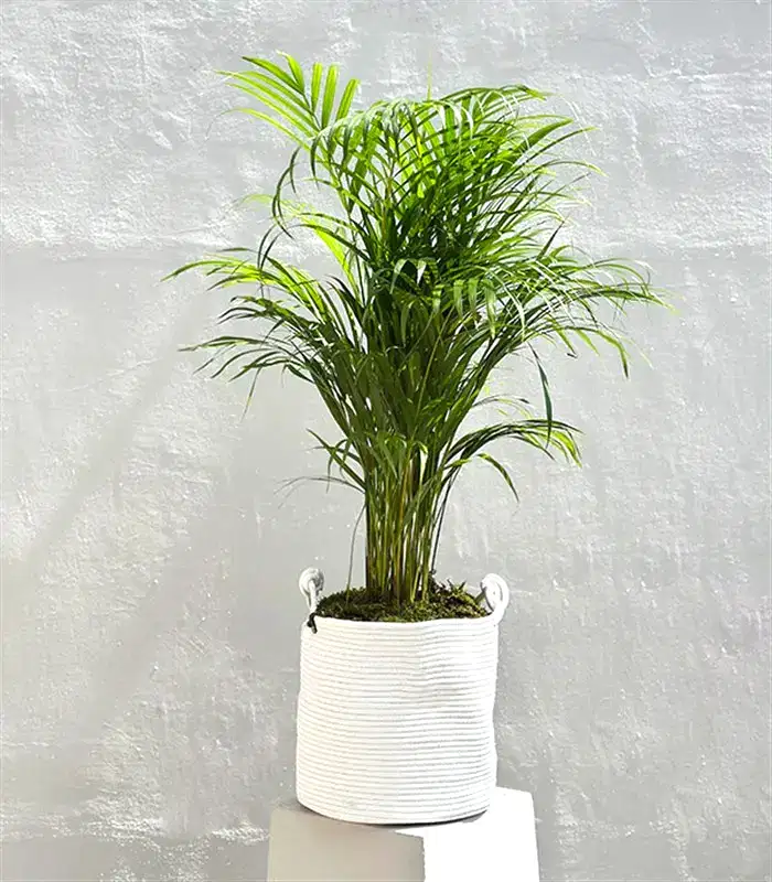 Beyaz Doğal Jüt Sepette Chamaedora Elegans Dağ Palmiyesi 80 cm