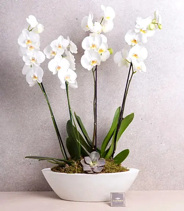 Beyaz Orkide Deluxe