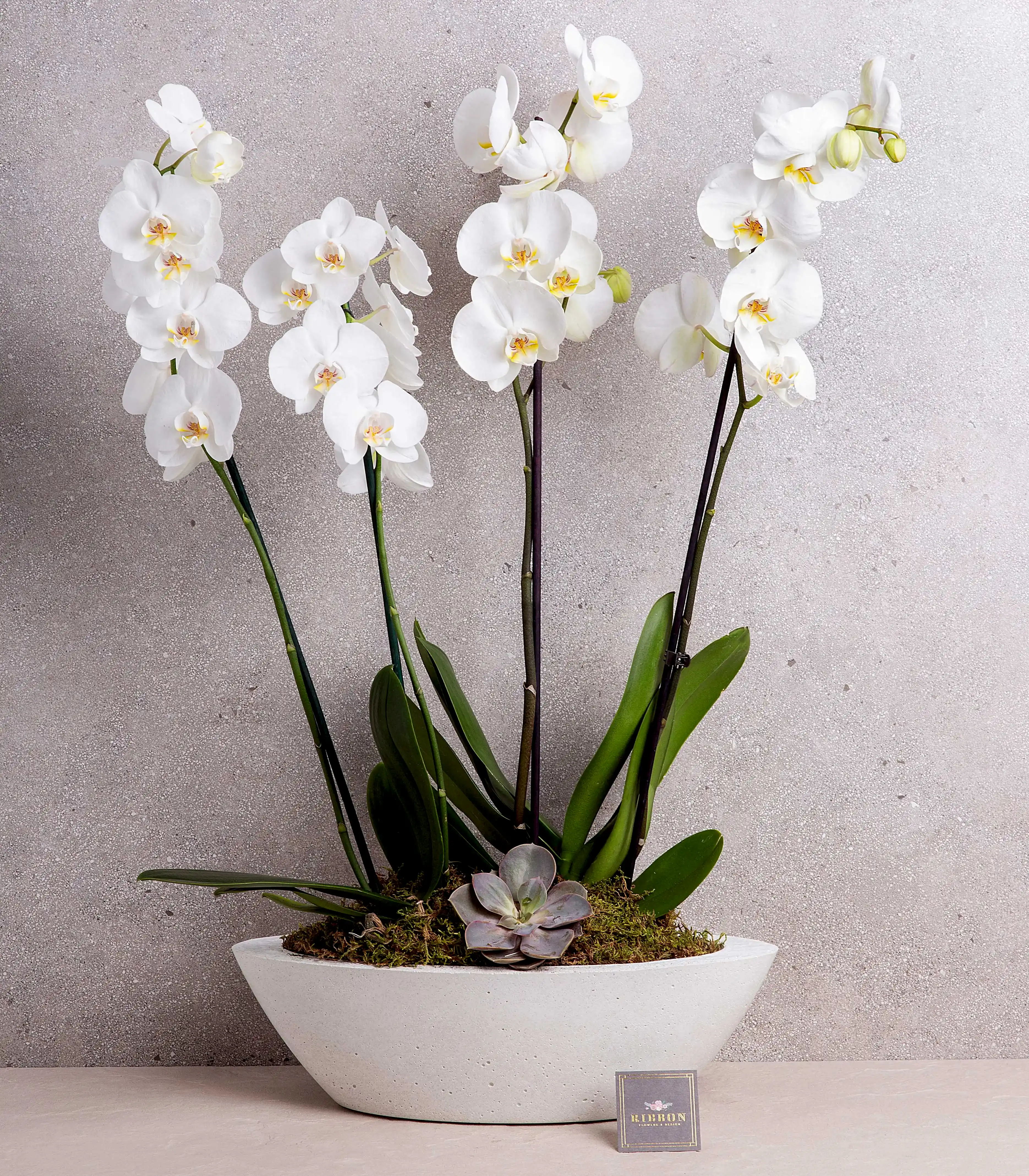 Beyaz Orkide Deluxe