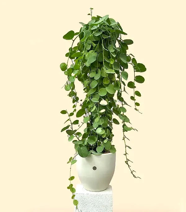 Beyaz Saksıda Cissus Rotundifolia Sarmaşık Bitkisi