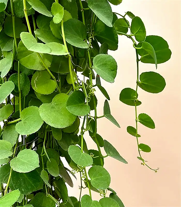 Beyaz Saksıda Cissus Rotundifolia Sarmaşık Bitkisi