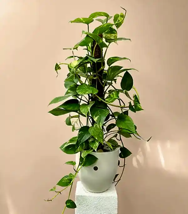 Beyaz Saksıda Golden Pothos Salon Sarmaşığı