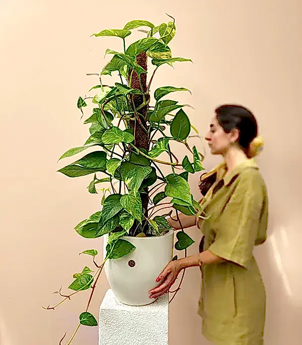 Beyaz Saksıda Golden Pothos Salon Sarmaşığı