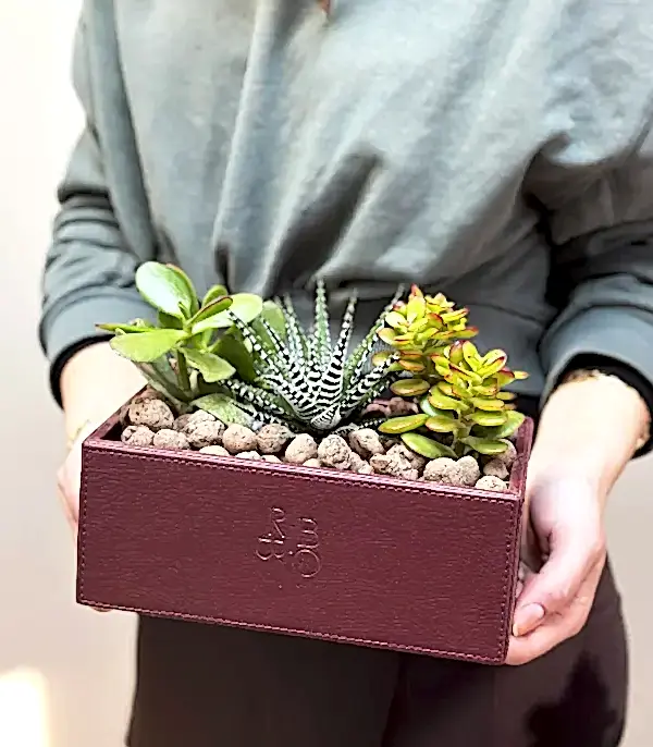 Bordo Deri Kutuda Sukulent