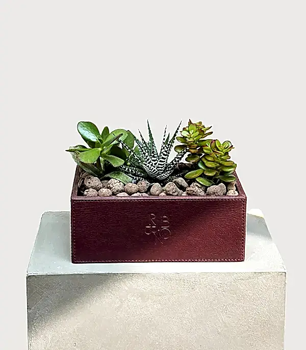 Bordo Deri Kutuda Sukulent