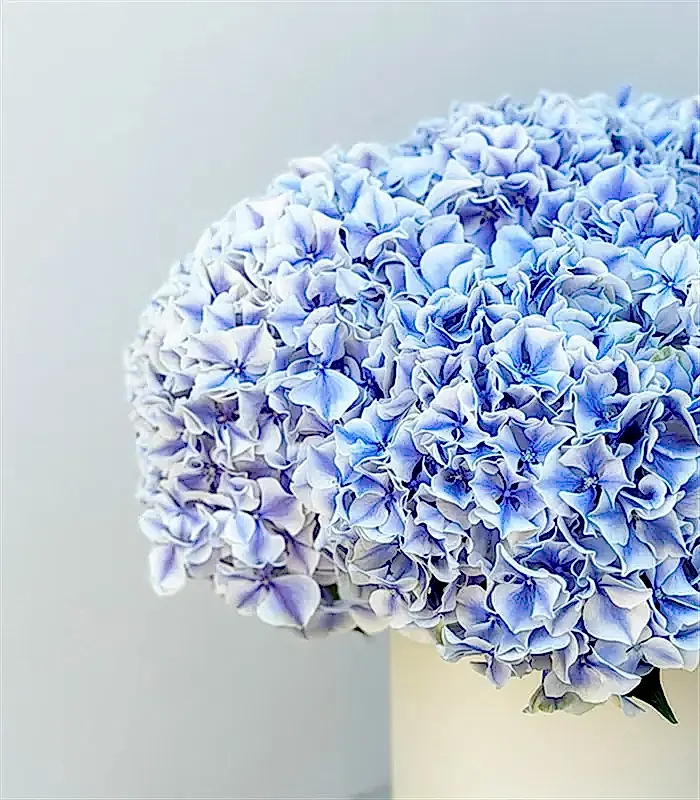 Bosphorus Krem Seramik Vazoda Ebruli Ortanca Aranjmanı