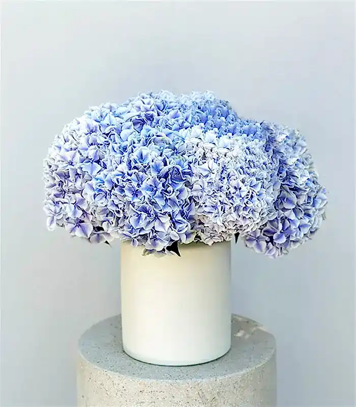 Bosphorus Krem Seramik Vazoda Ebruli Ortanca Aranjmanı