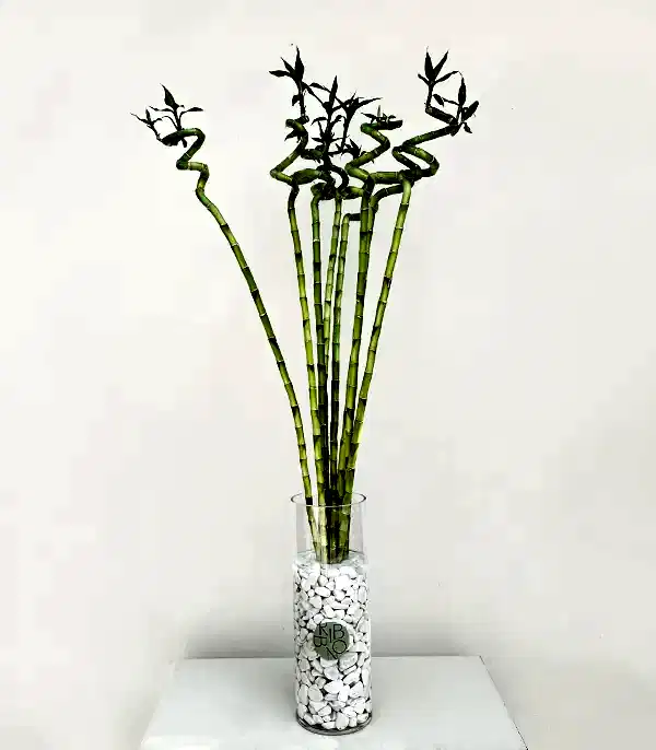 Cam Vazoda 8li Şans Bambusu 100 cm