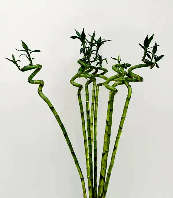 Cam Vazoda 8li Şans Bambusu 100 cm