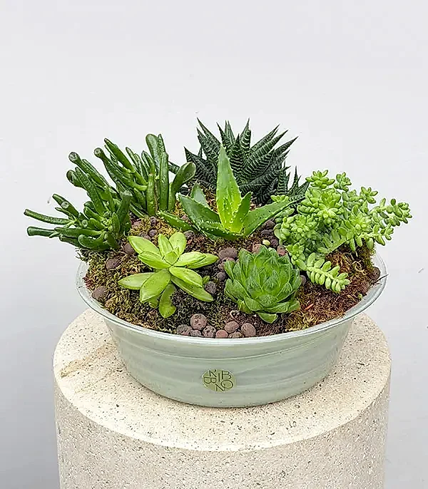 Deluxe Cam Saksıda Sukulent