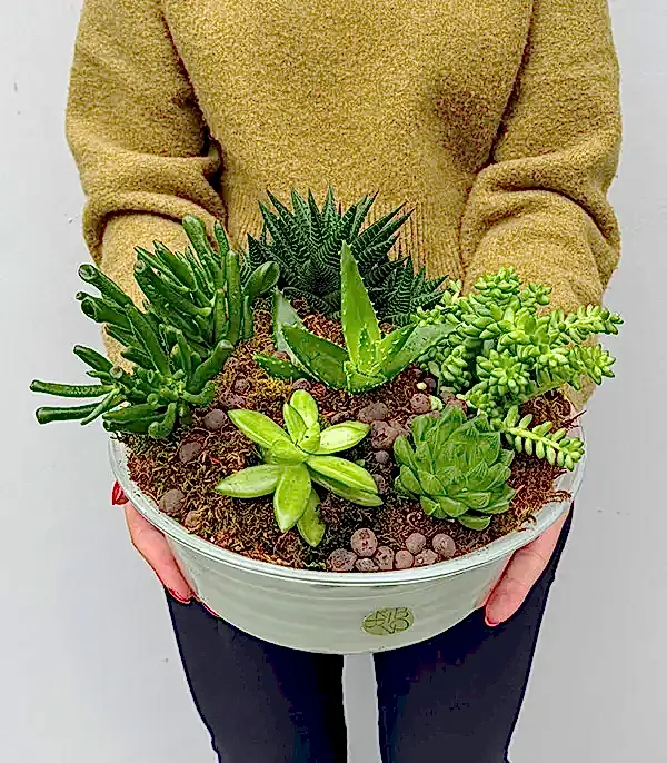 Deluxe Cam Saksıda Sukulent