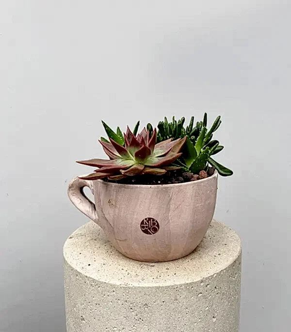 Deluxe Dev Fincan Saksıda Sukulent