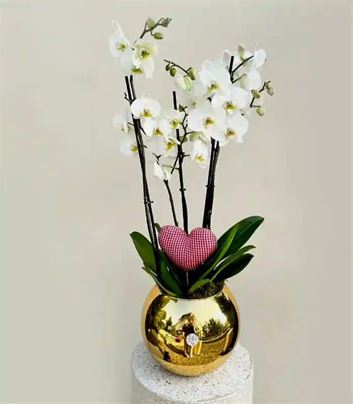 Deluxe Gold Vazoda Kalp Figürlü 4 Dal Beyaz Orkide