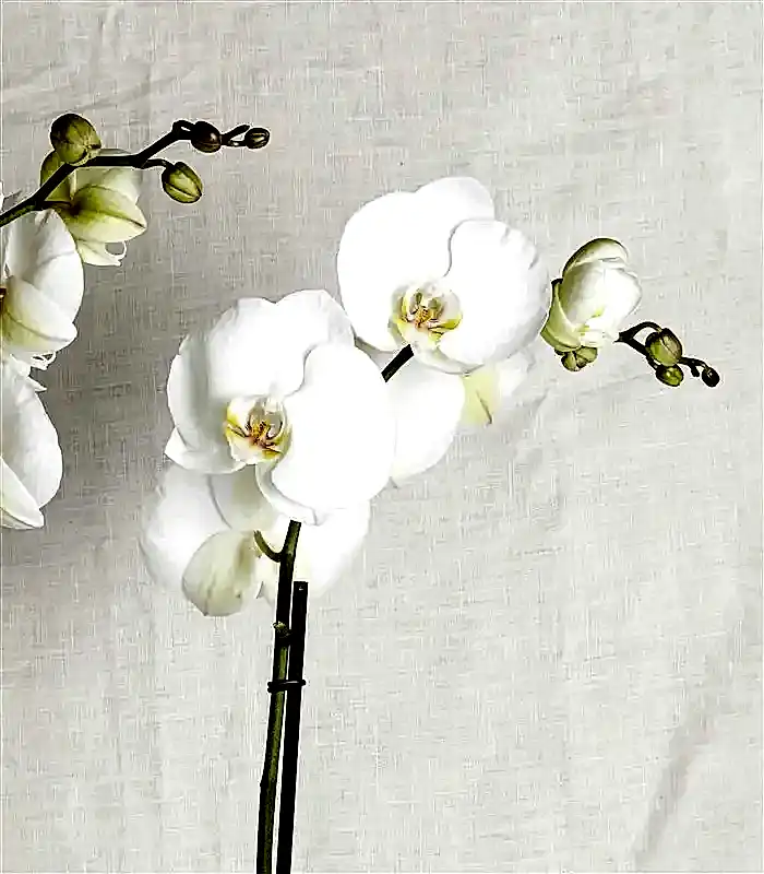 Beyaz Orkide Luxe