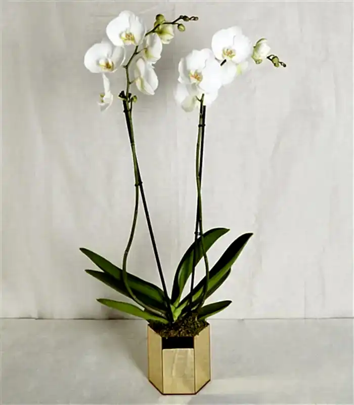 Beyaz Orkide Luxe