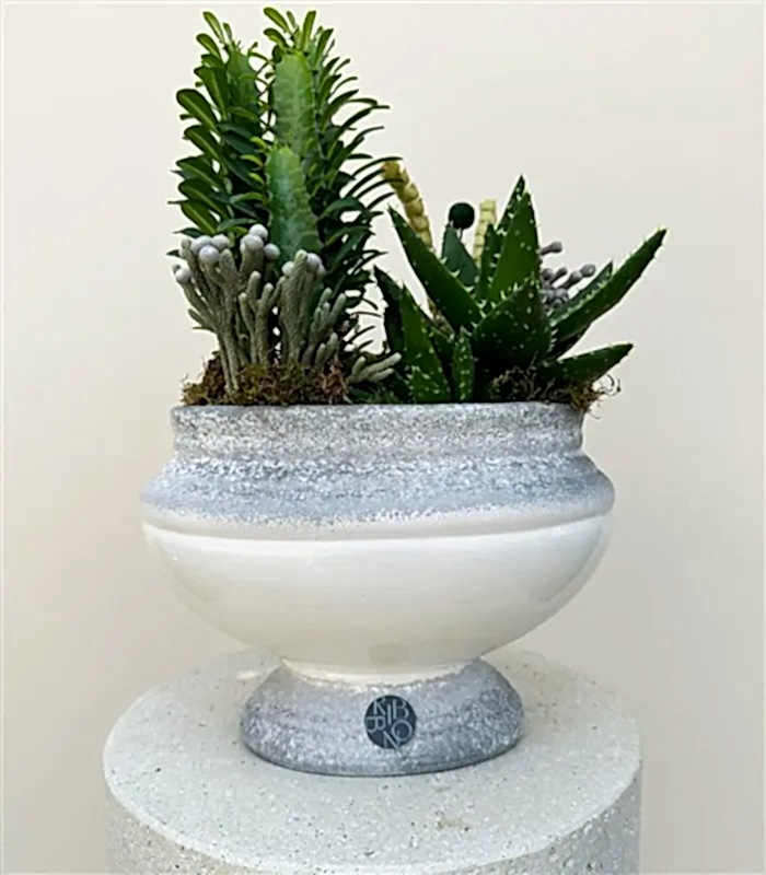 Deluxe Seramik Vazoda Süt Ağacı Kaktüs