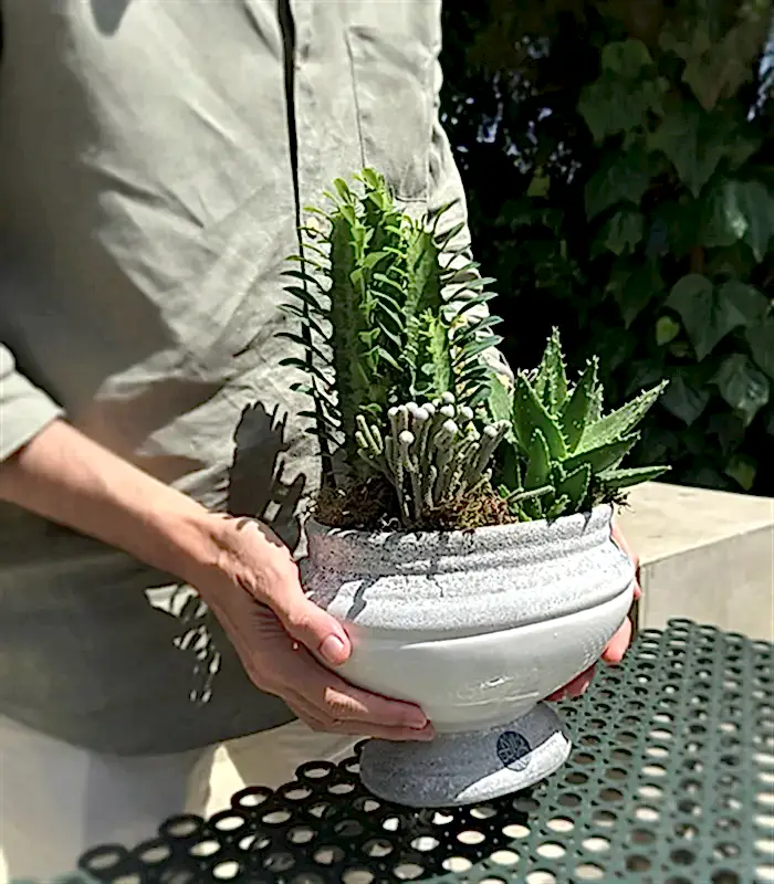 Deluxe Seramik Vazoda Süt Ağacı Kaktüs