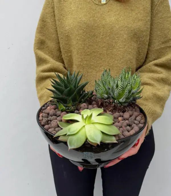 Deluxe Siyah Cam Saksıda Sukulent