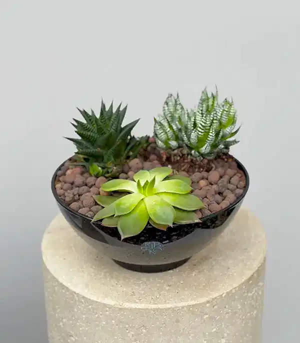 Deluxe Siyah Cam Saksıda Sukulent