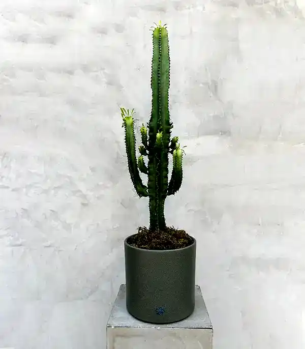 Dev Kaktüs Seramik Saksıda Euphorbia Ingens