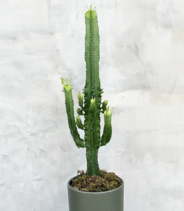 Dev Kaktüs Seramik Saksıda Euphorbia Ingens
