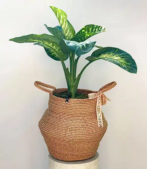 Diffenbahia Doğal Jüt Sepette Difenbahya Bitkisi 100 cm