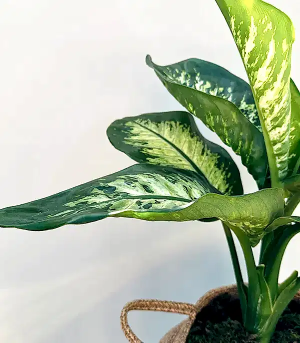 Diffenbahia Doğal Jüt Sepette Difenbahya Bitkisi 100 cm