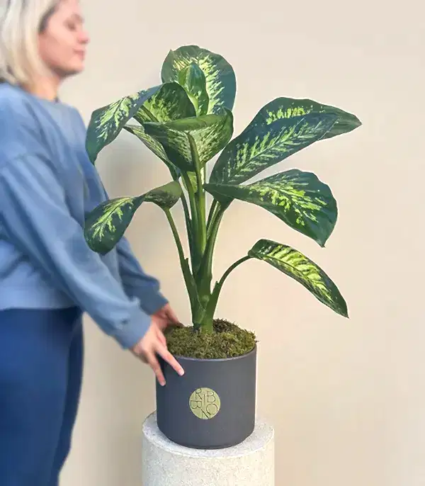 Diffenbahia Gri Seramik Saksıda Difenbahya Bitkisi 100 cm