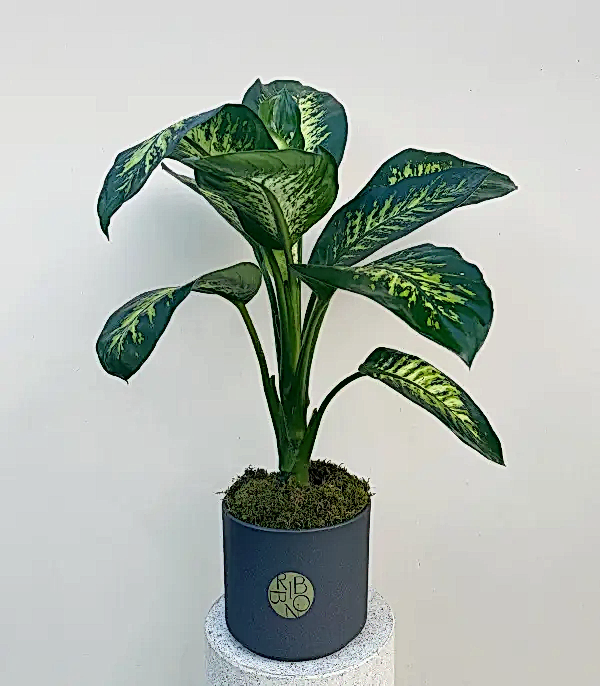 Diffenbahia Gri Seramik Saksıda Difenbahya Bitkisi 100 cm