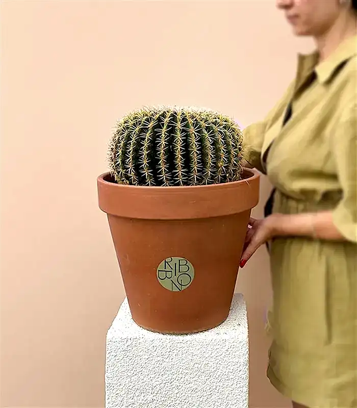 Dikey Terracotta Saksıda Echinocactus Grusonii Altın Fıçı Kaktüs