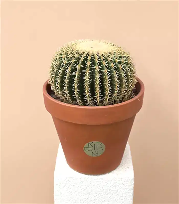 Dikey Terracotta Saksıda Echinocactus Grusonii Altın Fıçı Kaktüs