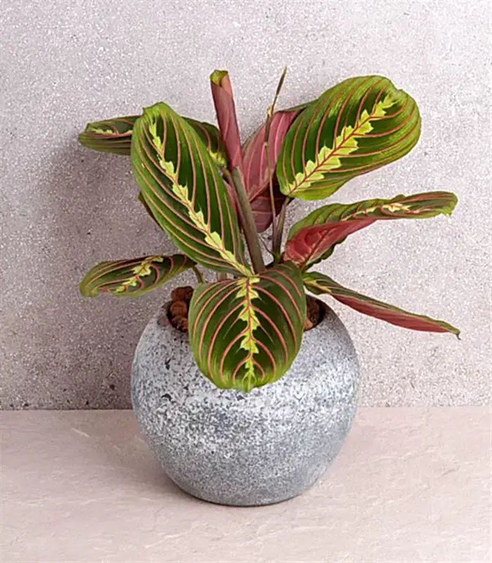 Dolunay Taş Saksıda Maranta Bitkisi