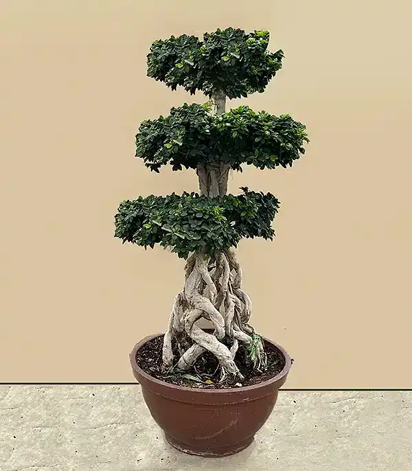 Ficus Bonsai Ginseng Retusa Ağacı