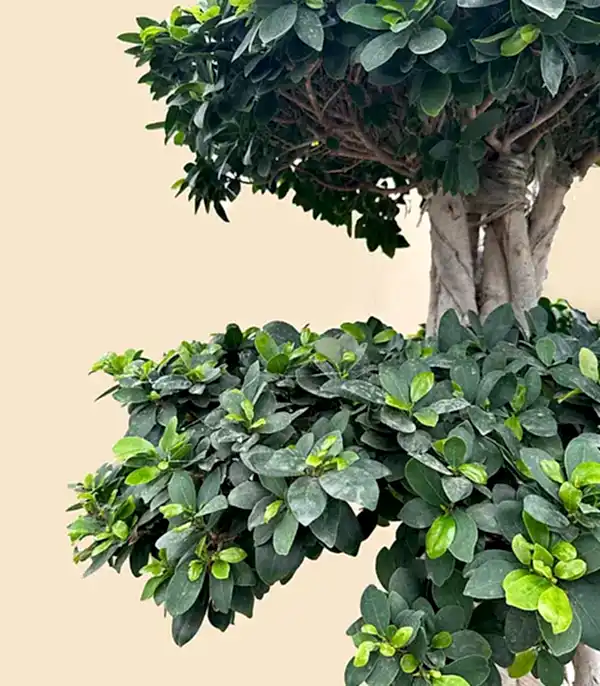 Ficus Bonsai Ginseng Retusa Ağacı